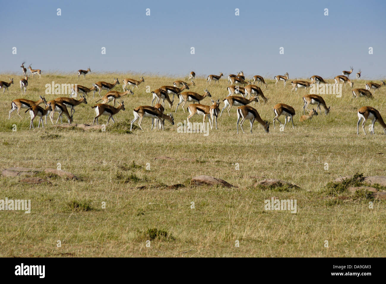Herde von Thomson Gazellen grasen, Masai Mara, Kenia Stockfoto