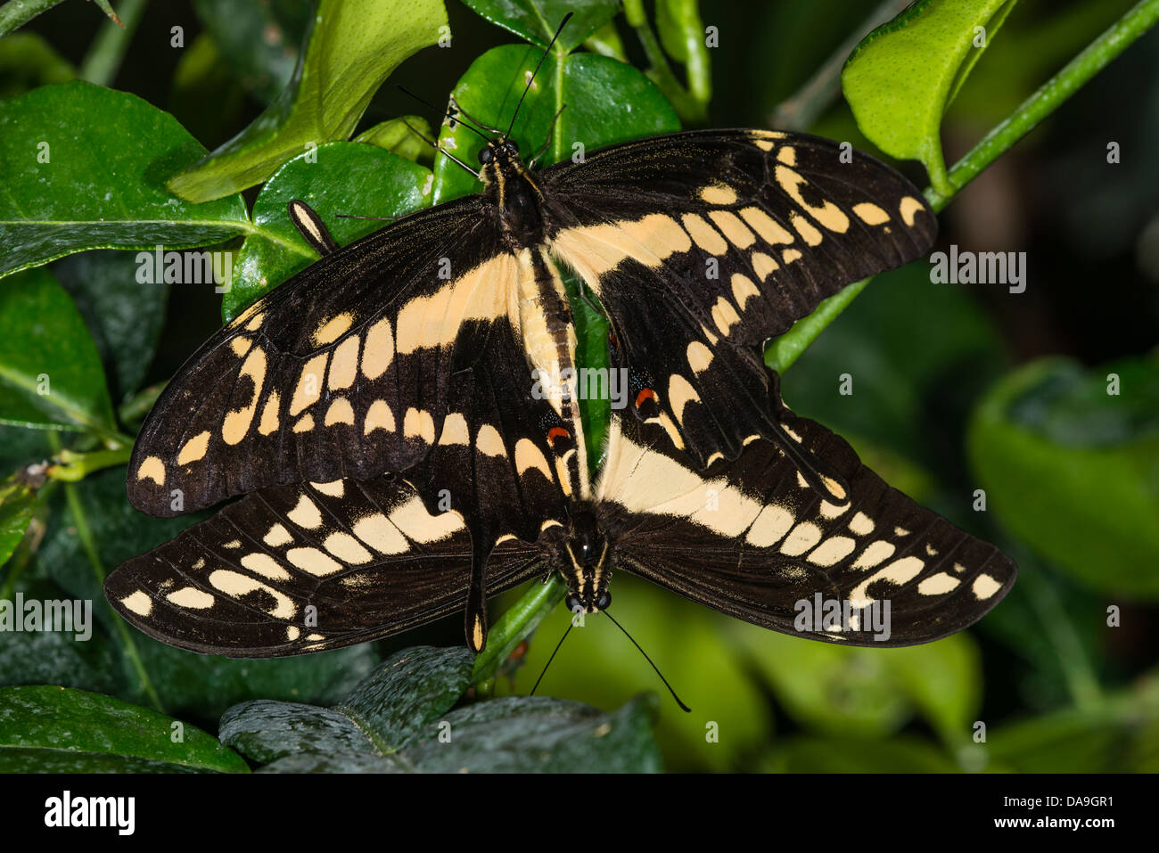 Ein paar der Paarung Thoas Schwalbenschwanz Schmetterlinge Stockfoto