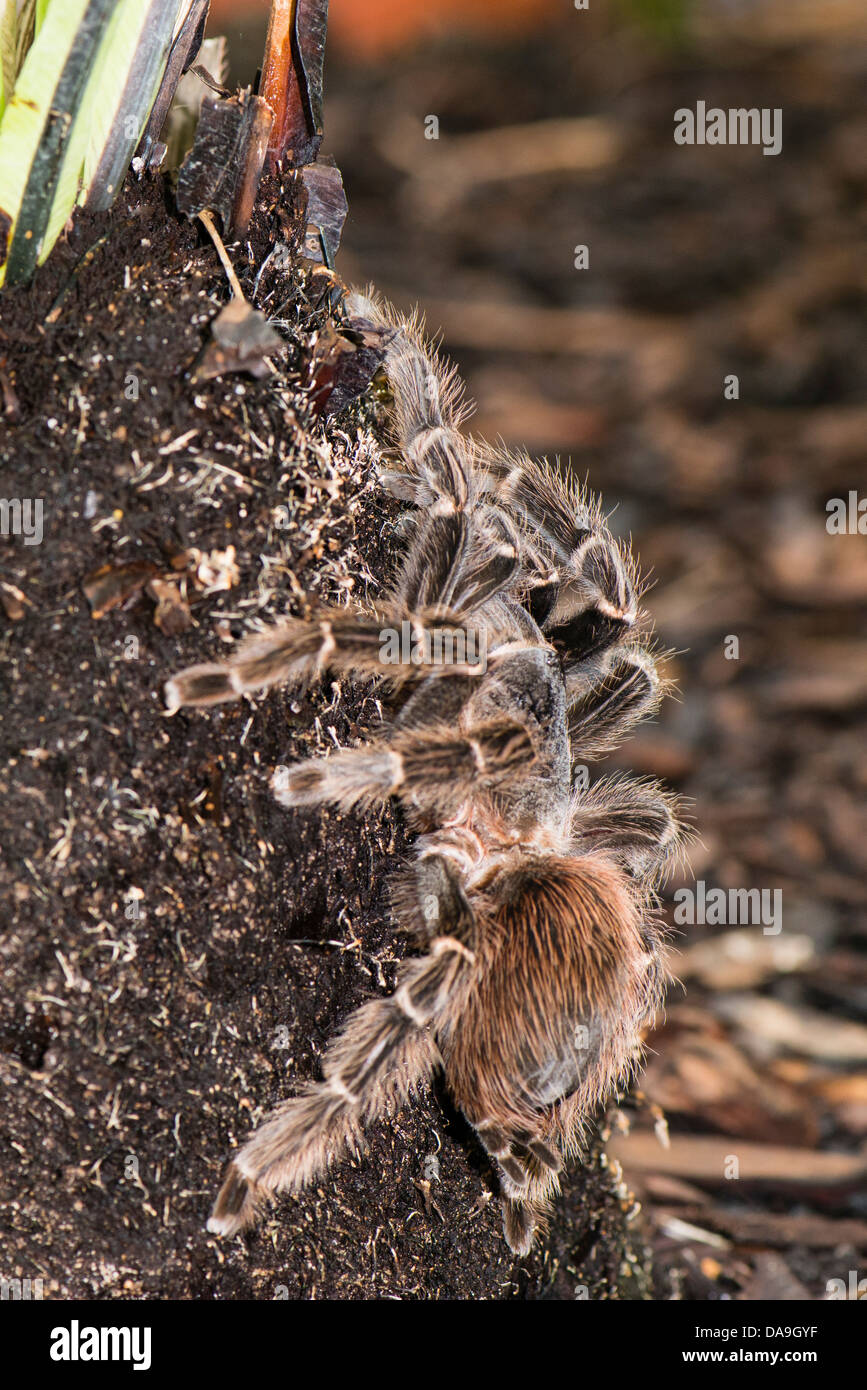 Eine brasilianische Lachs rosa Vogel Essen Vogelspinne Stockfoto