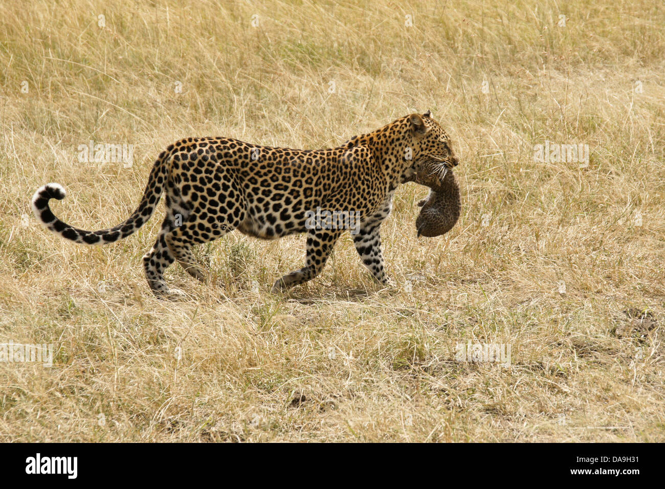 Weibliche afrikanischen Leoparden tragen Cub in Mund, Masai Mara, Kenia Stockfoto