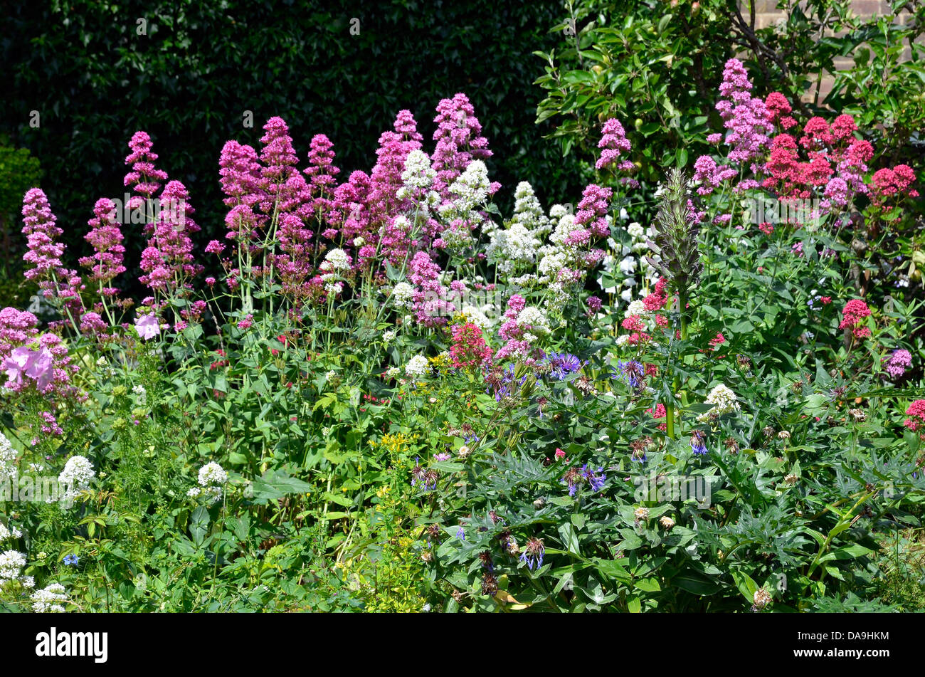 Cottage Garten Im Englischen Stil Stockfotos und bilder Kaufen Alamy