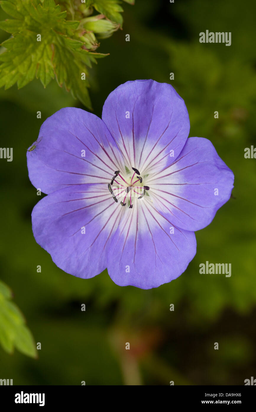 Nahaufnahme von einem Geranium Rozanne Gerwat Storchschnabel Stockfoto