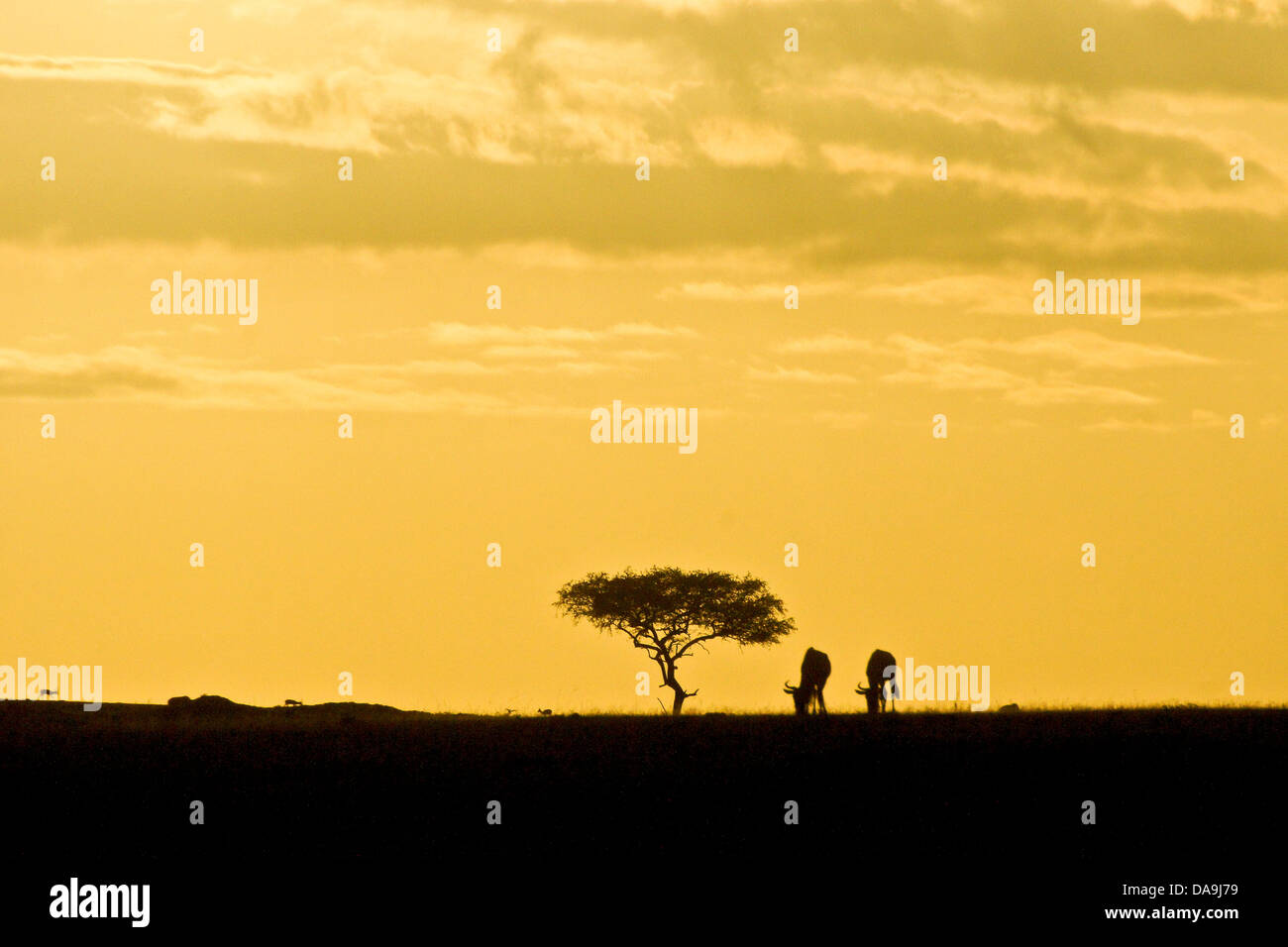 Baum und Gnus bei Sonnenaufgang in Ost-Afrika Stockfoto