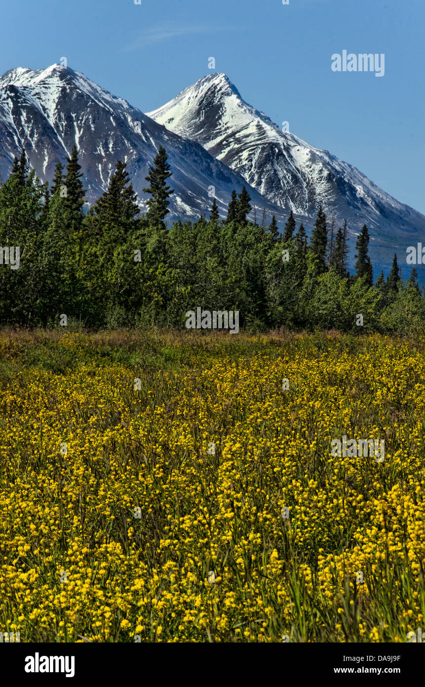 Kluane, Berge, Yukon, Kanada, Wiese Stockfoto