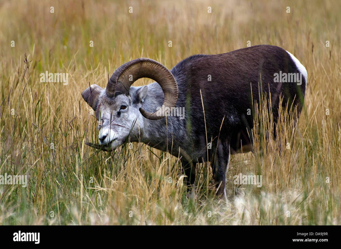 Stein Schafe, Ovis Dalli Stonei, Yukon Wildlife preserve, Kanada, Schafe, Tier Stockfoto