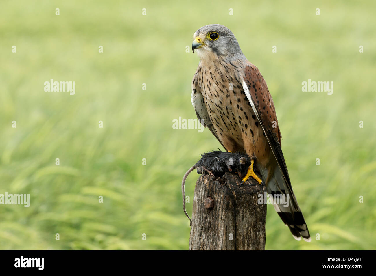 Turmfalke (Falco Tinnunculus) auf hölzernen Stumpf hält seine Beute Stockfoto