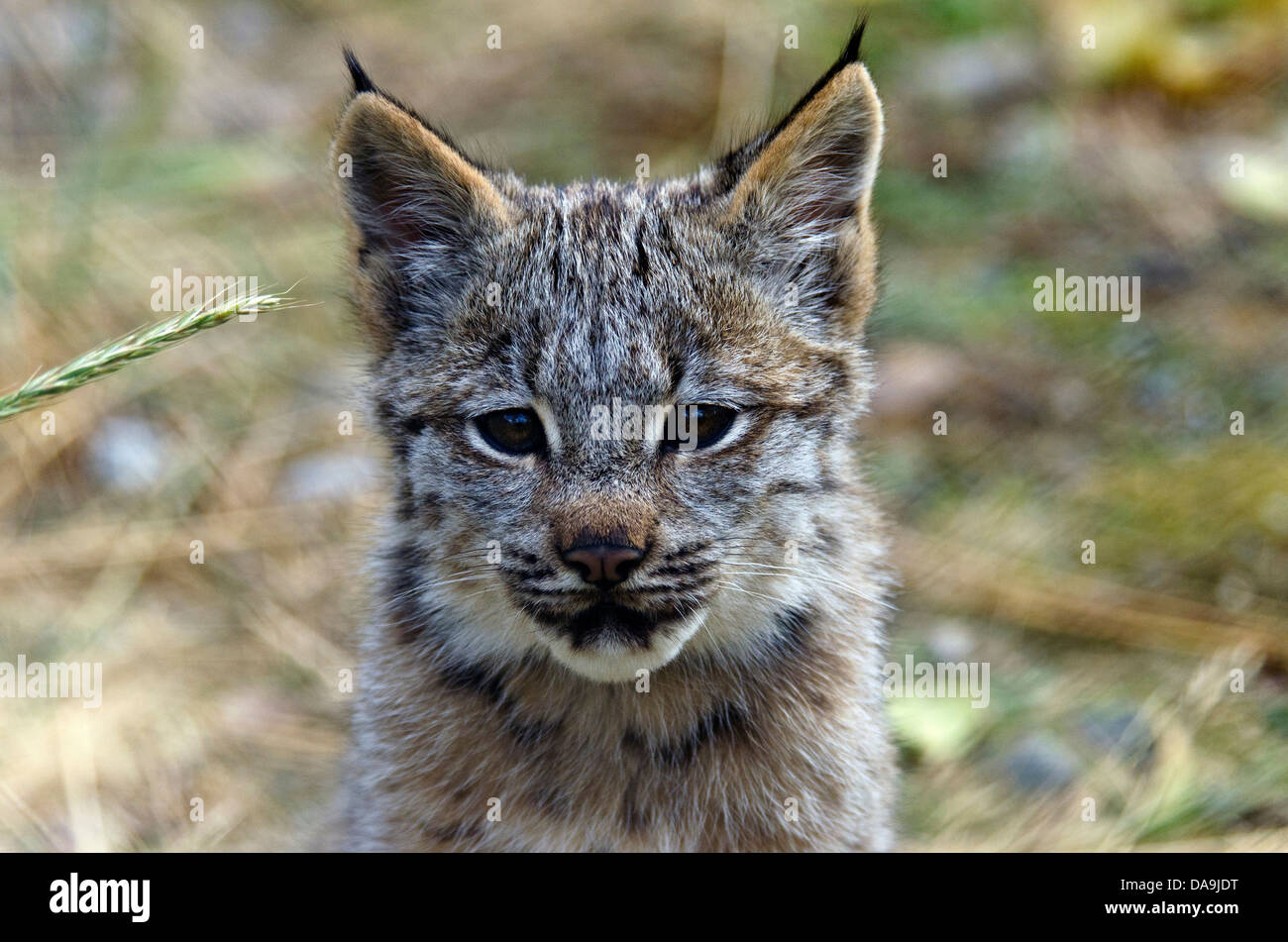 Baby, Kanada Luchs, Lynx Canadensis, Yukon, Kanada, Luchs, Katze, Tier Stockfoto