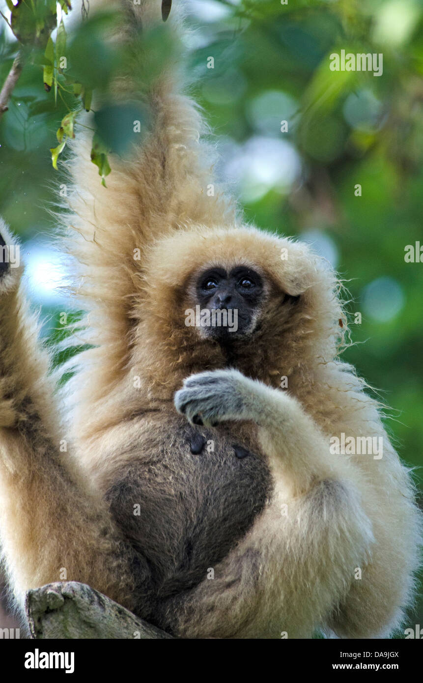 weiße, übergab Gibbon, Hylobates Lar Gibbon, Tier, Affen, Affen Stockfoto