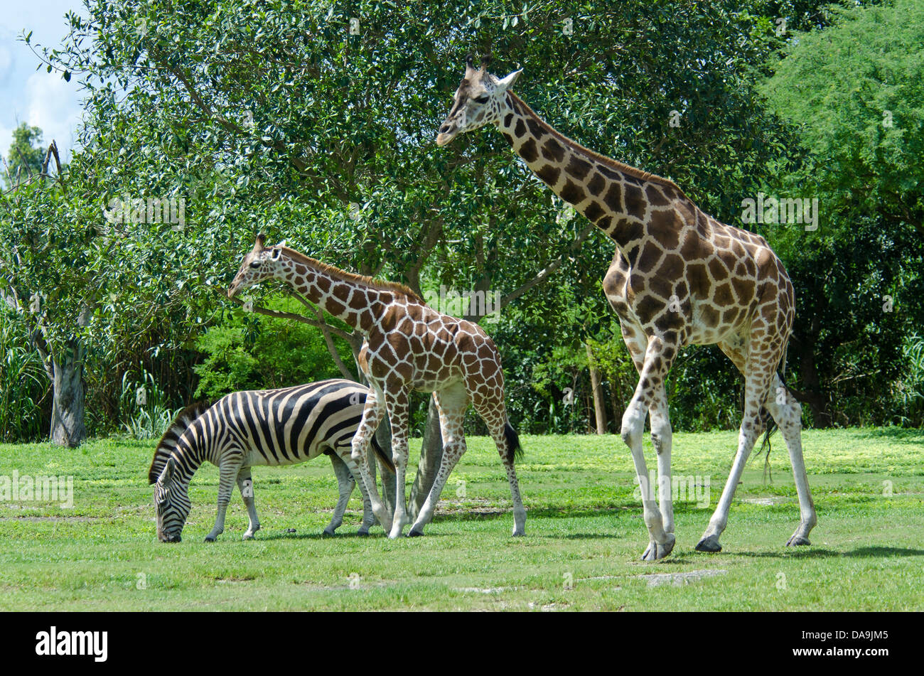 retikuliert Giraffe, Giraffe, Tier, Giraffa Plancius reticulata Stockfoto