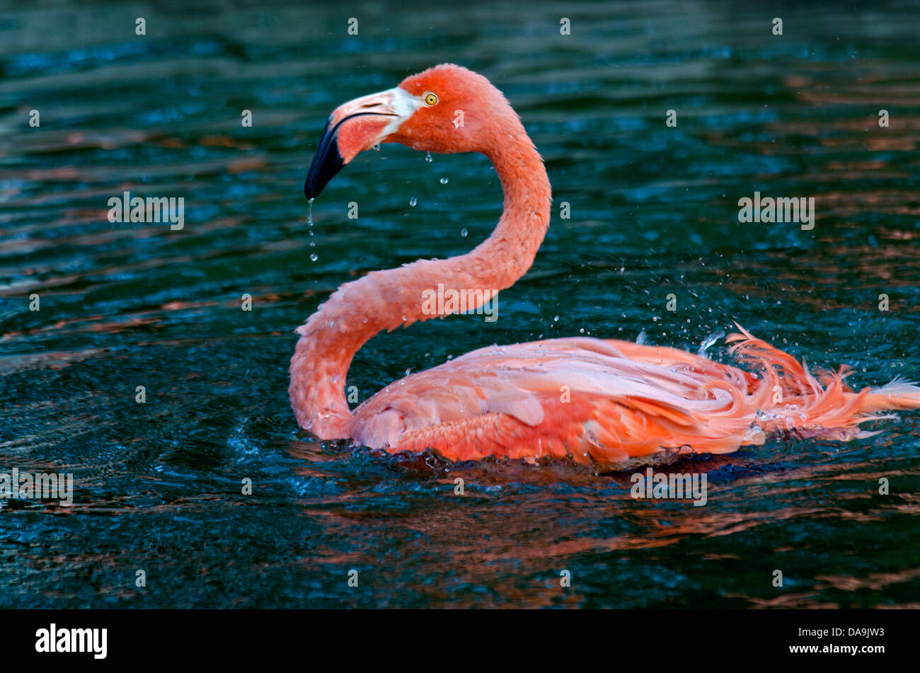 Karibik Flamingo, Phoenicopterus Ruber, Flamingo, Vogel, rosa Stockfoto