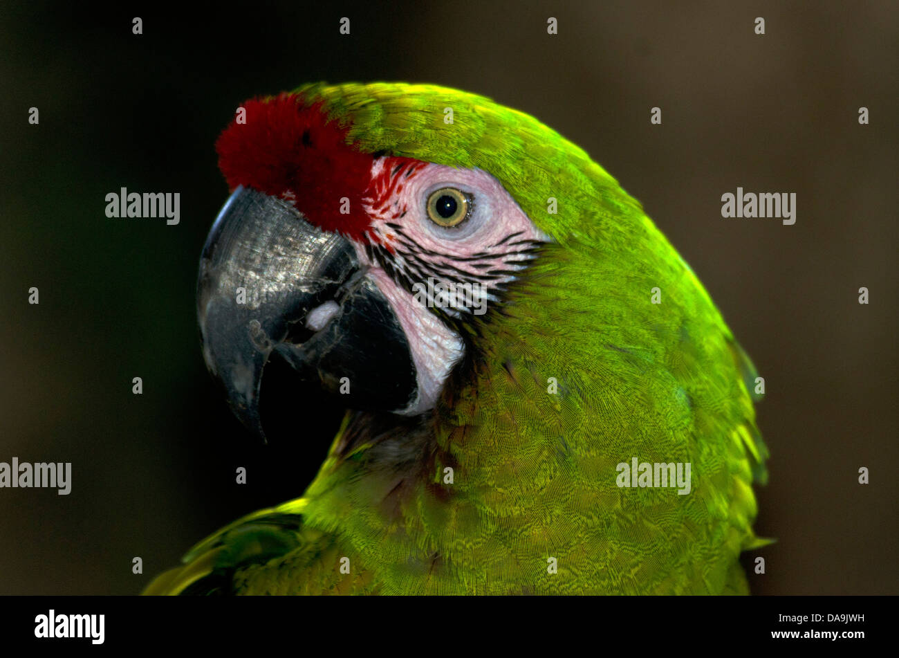 Soldatenara Ara Militaris, Ara, Vogel, grün Stockfoto