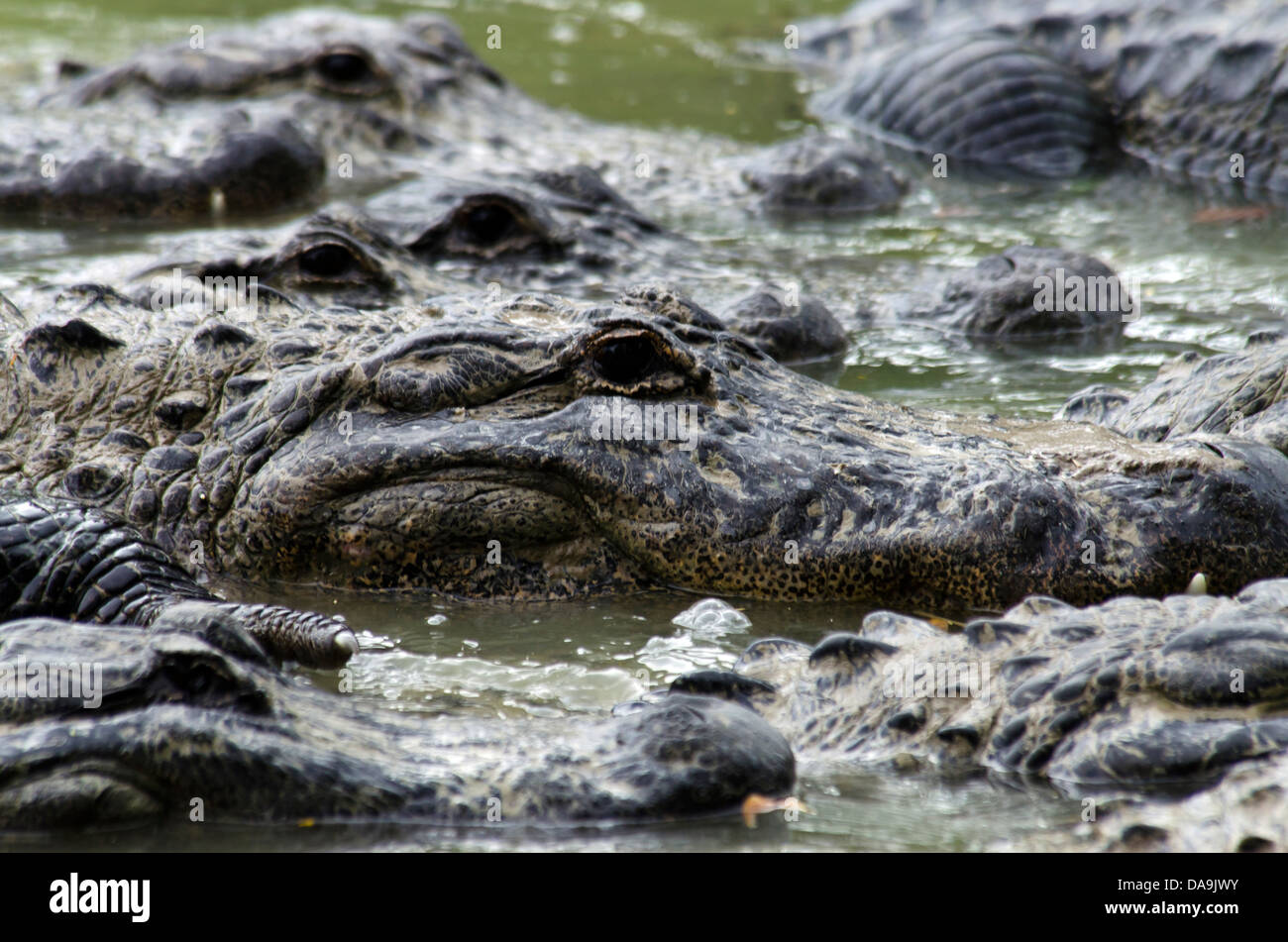amerikanischer Alligator, Alligator Mississippiensis, Florida / USA, Everglades, Alligator, Tier, Krokodil, Gruppe Stockfoto