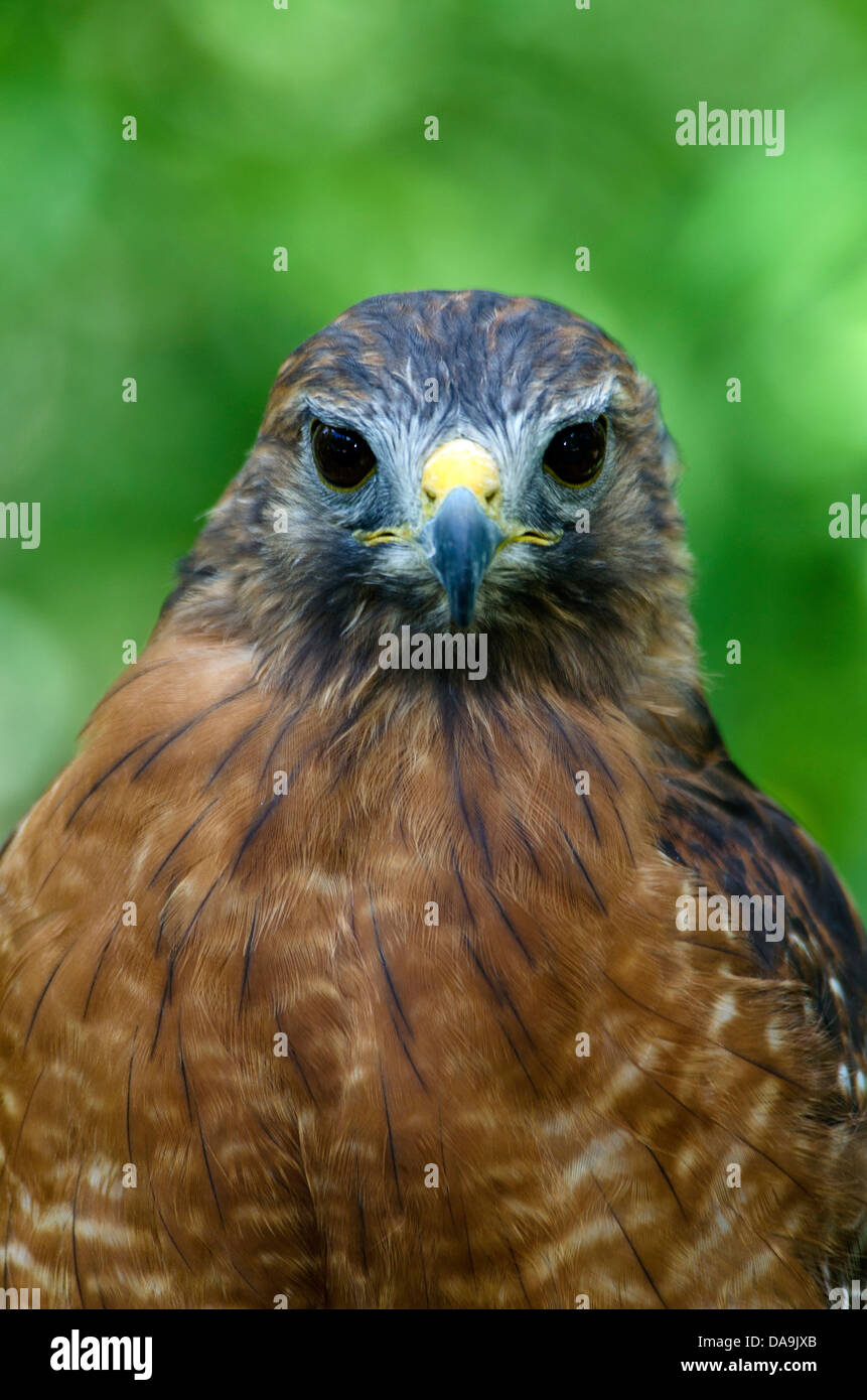 rot, geschultert Falke, Buteo Lineatus, Hawk, portrait Stockfoto