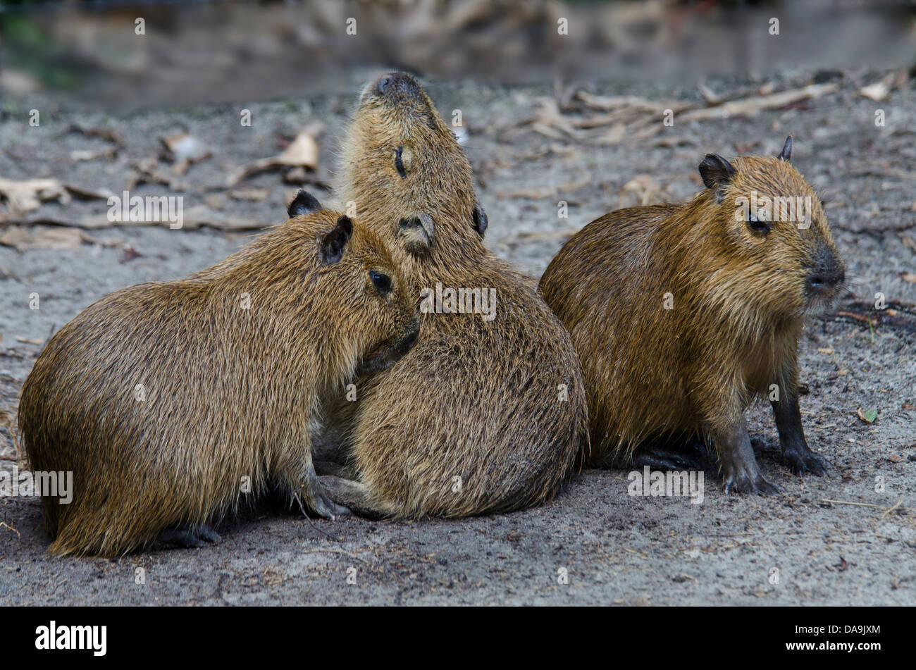 Capybara, Baby, Hydrochoerus Hydrochoerus, Tier, jung, Nagetier Stockfoto