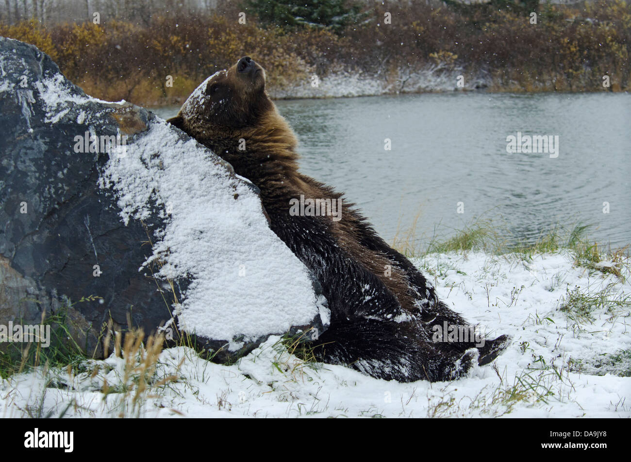 Brauner Bär, Ursus Arctos, Alaska, Bär, USA, Tier, snow Stockfoto