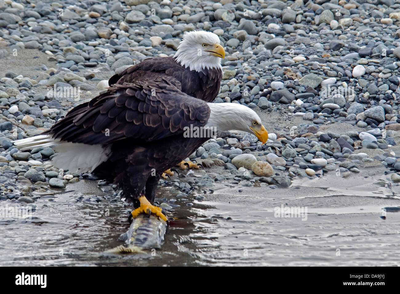 Weißkopfseeadler Haliaeetus Leucocephalus, Chilkat, Adler, Preserve, Vogel, USA, Fluss Stockfoto