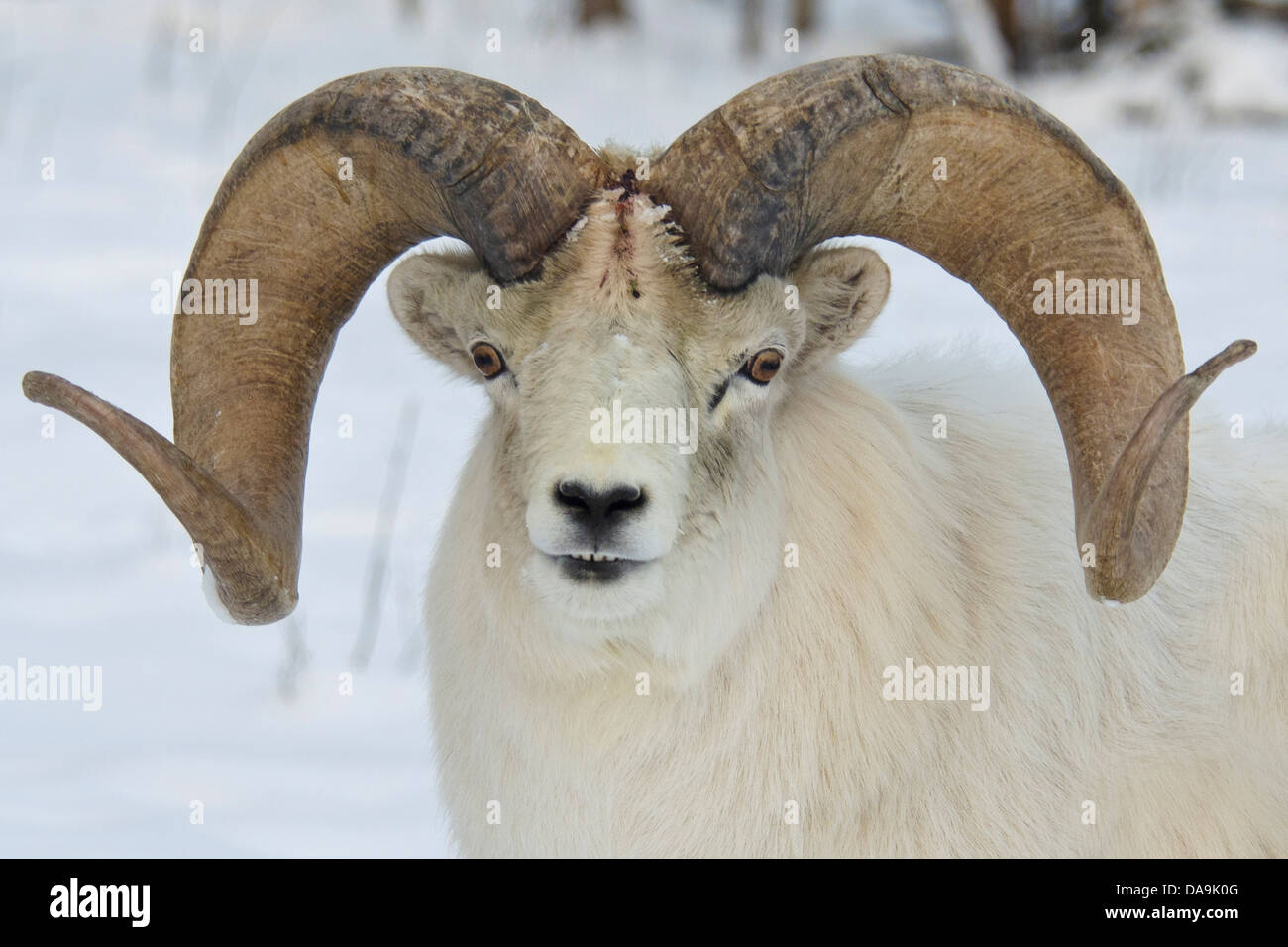 Dall-Schafe, Ovis Dalli, Yukon, Tierwelt, zu bewahren, Kanada, Schafe, Tier, Winter Stockfoto