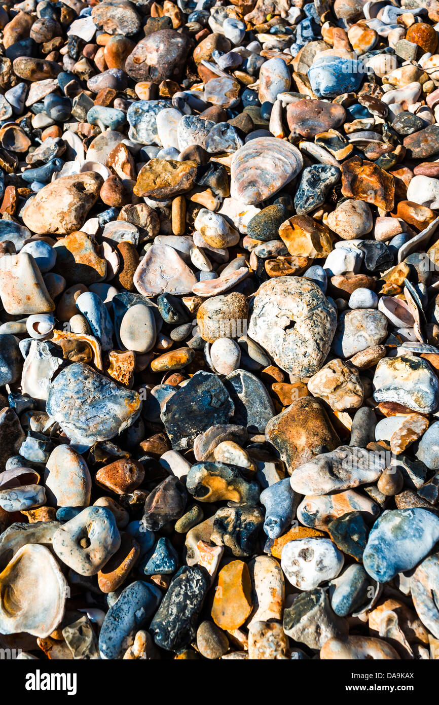 Schindel und Austern Muscheln Pagham Hafen Nature Reserve West Sussex England Stockfoto