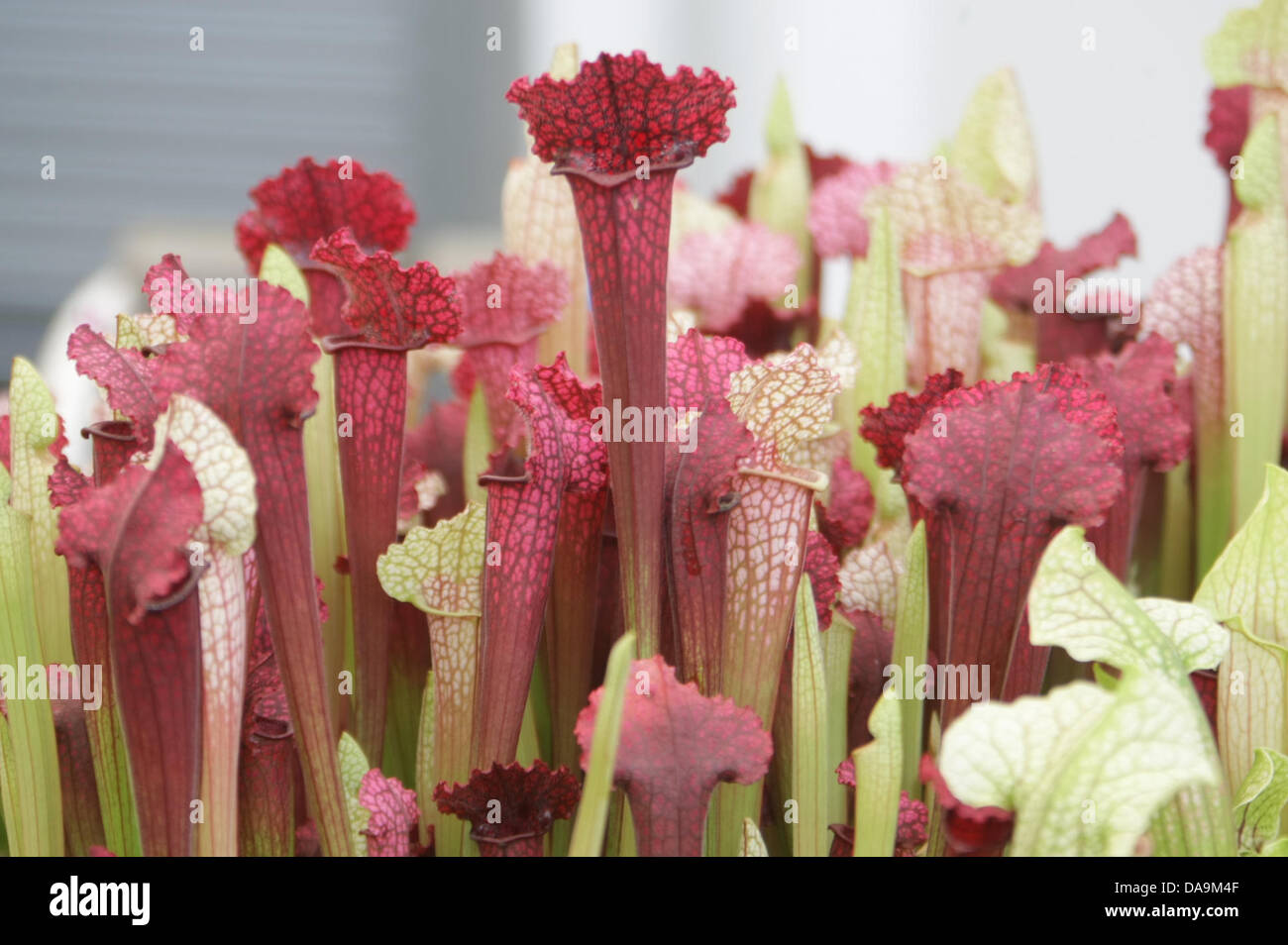 London, UK. 8. Juli 2013. Sarracenia Kannenpflanzen in der The Floral Festzelt RHS Hampton Court Palace Flower Show ausgestellt. Bildnachweis: Martyn Wheatley/Alamy Live News Stockfoto