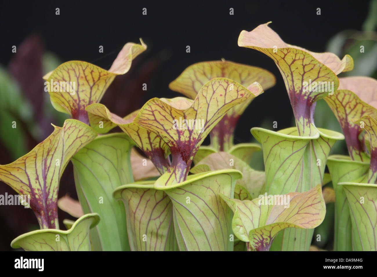 London, UK. 8. Juli 2013. Sarracenia Kannenpflanzen in der The Floral Festzelt RHS Hampton Court Palace Flower Show ausgestellt. Bildnachweis: Martyn Wheatley/Alamy Live News Stockfoto