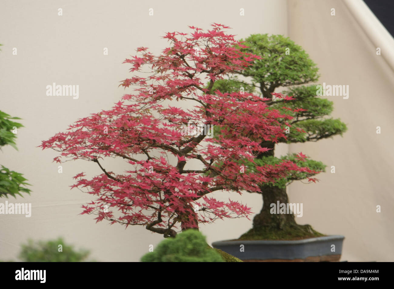 London, UK. 8. Juli 2013. Bonsai Bäume der floralen Festzelt bei RHS Hampton Court Palace Flower Show. Bildnachweis: Martyn Wheatley/Alamy Live News Stockfoto