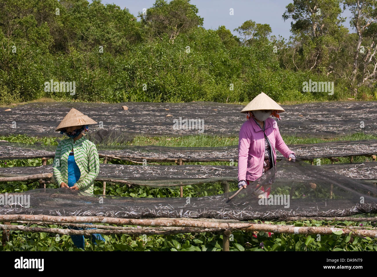 Asien, lokale, Fisch, Frau, Frau, Süd-Ost-Asien, sortieren, Vietnam, Vietnamesisch, trocken, Phu Quoc, Art, Fisch Stockfoto