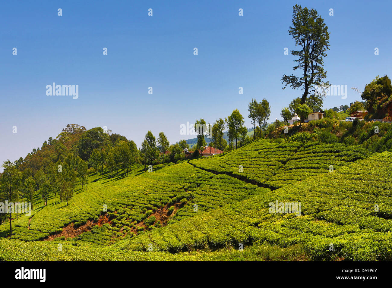 Indien, Süd-Indien, Asien, Tamil Nadu, in der Nähe von Ooty, Udhagamandalam, Nilgiri Berge, Teeplantage, Nilgiri, Tee, berühmte, Bauernhof, Stockfoto