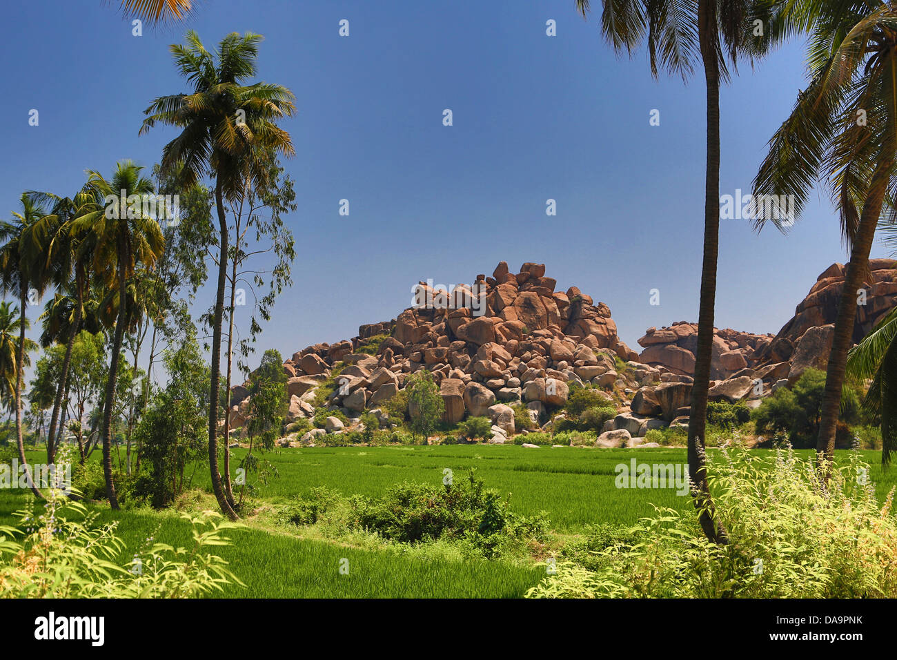 Indien, Süd-Indien, Asien, Karnataka, Hampi Stadt, Ruinen, Welterbe, Landschaft, Reis Felder, Felder, grün, Hampi, Stadt, Land Stockfoto