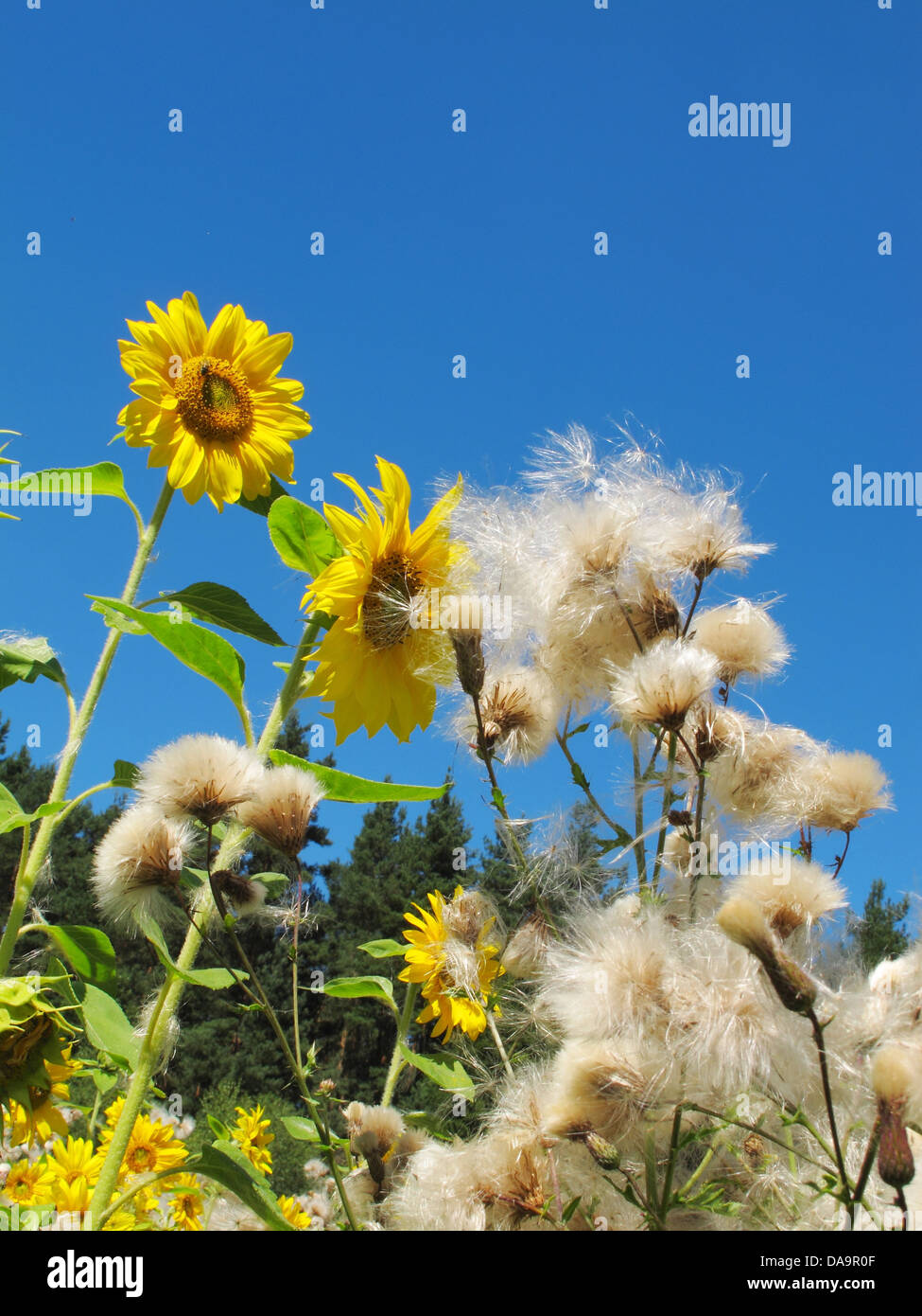 Blumen, Pflanzen, Sonnenblumen, Disteln, Feld, Landwirtschaft, Holz, Wald, Himmel, blau Stockfoto