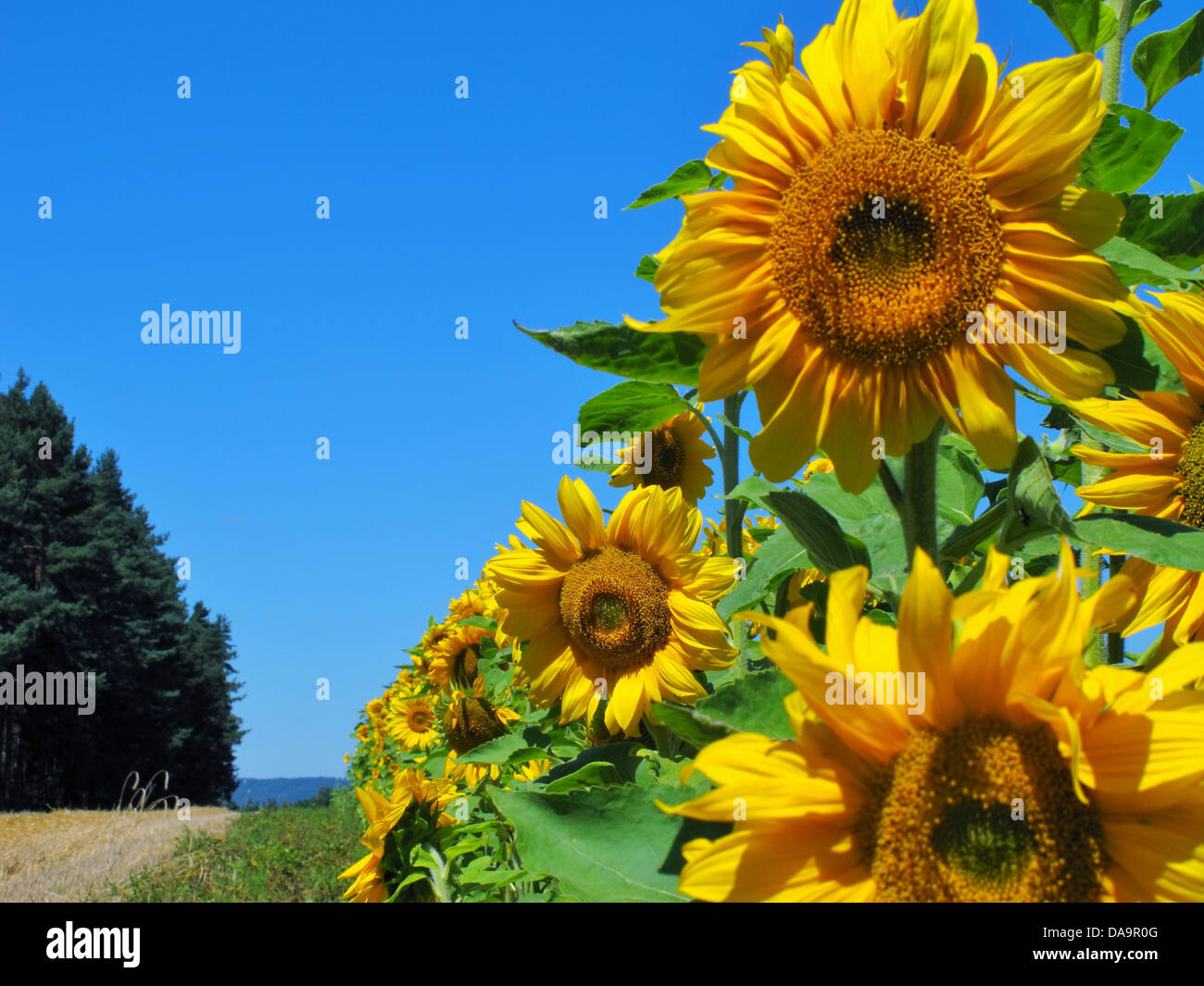 Deutschland, Franken, Sonnenblumen, Feld, Landwirtschaft, Weg, Holz, Wald, Himmel, blau Stockfoto