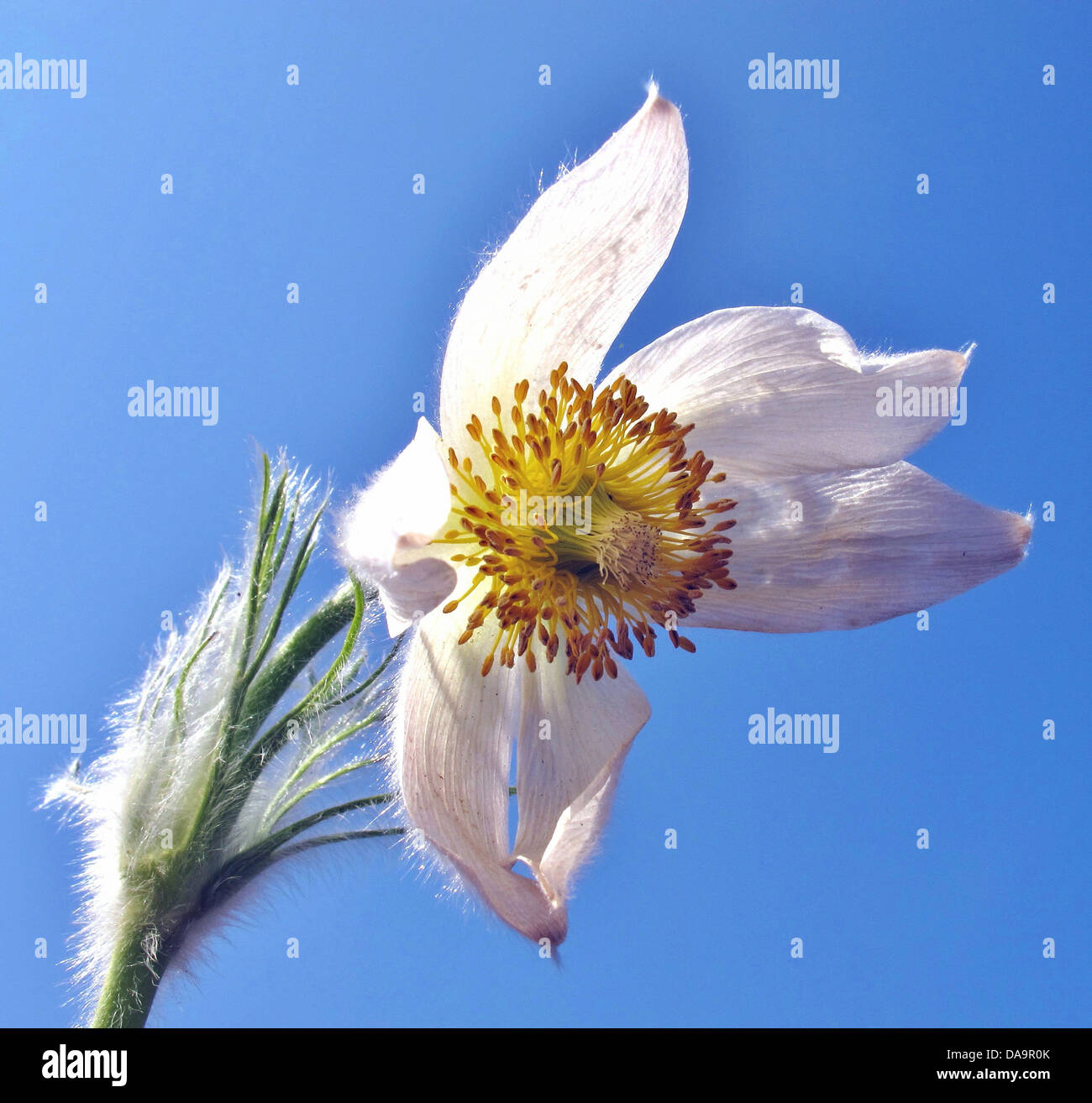 Blume, Pulsatilla Vernalis, Anemone Vernalis, Küchenschellen, weiß, Blüten, Stengel, Himmel, blau, Pflanzen Stockfoto