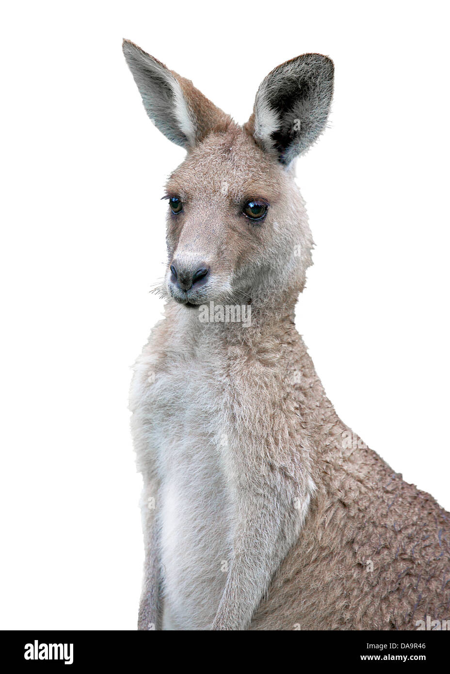 eine östliche graue Känguru auf weißem Hintergrund Stockfoto