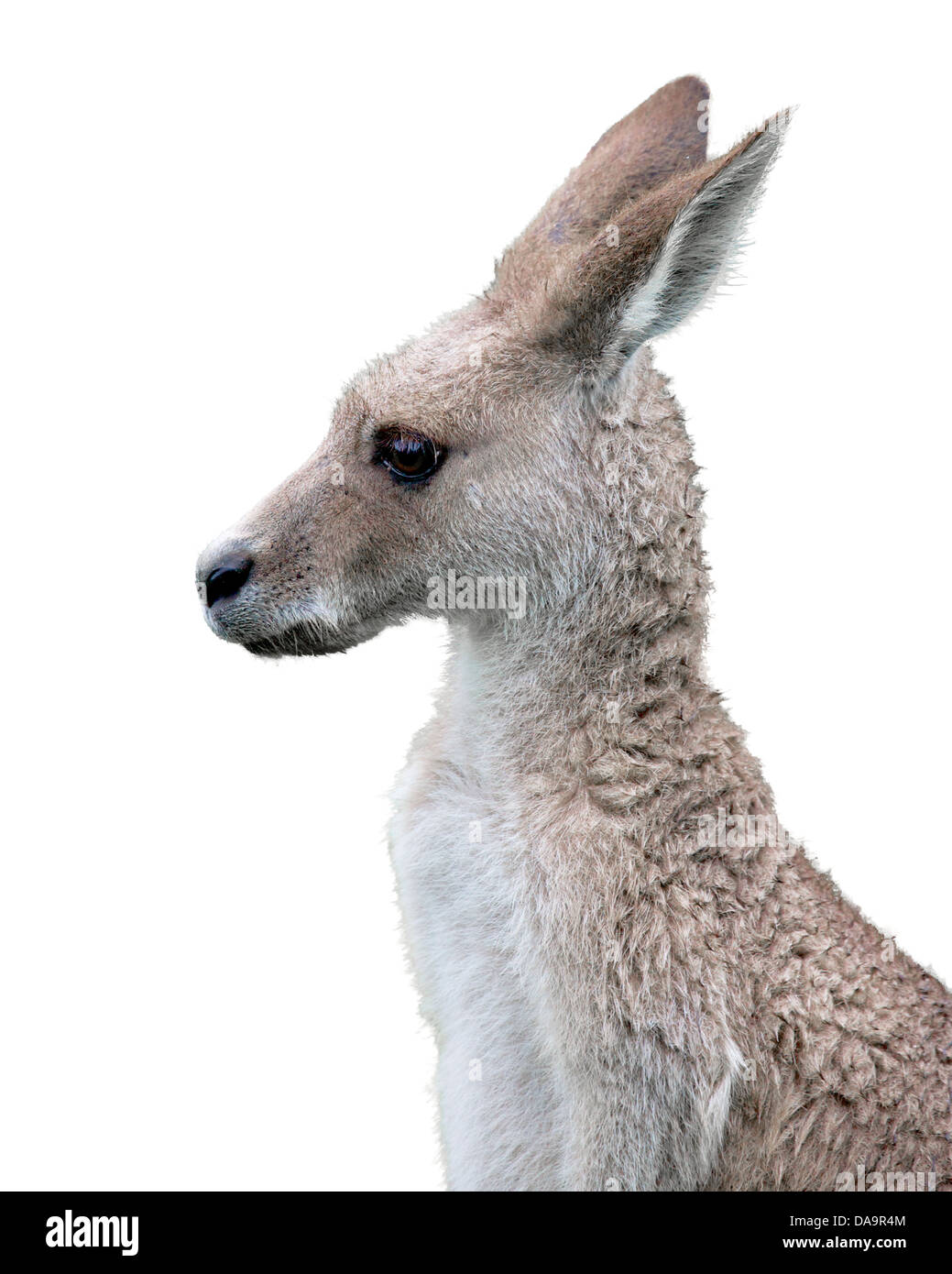 eine östliche graue Känguru im Profil auf weißem Hintergrund Stockfoto