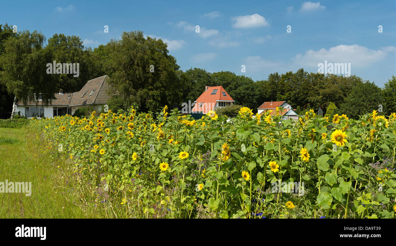 Niederlande, Holland, Europa, Oudemirdum, Sonnenblumen, Landschaft, Blumen, Sommer, Stockfoto