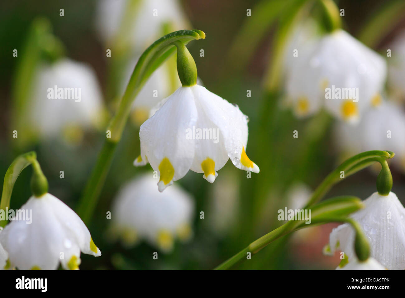 Blume, Blumen, Blüte, gedeihen, Detail, Flora, Frühling, Frühlingsblume,  groß, Schneeflocke, Leucojum Vernum, Makro, Nahaufnahme, Plan  Stockfotografie - Alamy