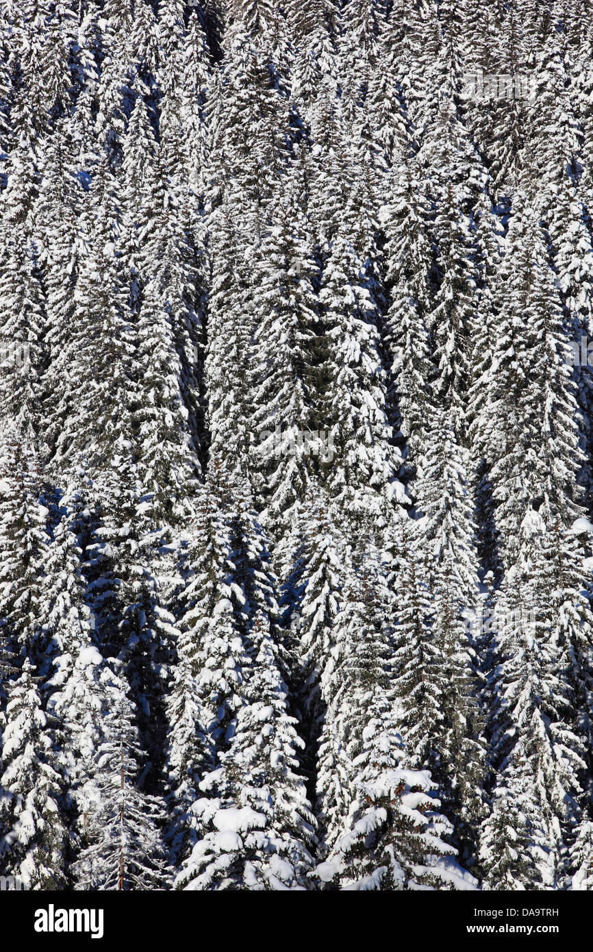 Alpen, Bäume, Himmel, Schnee, Schweiz, Europa, Sonne, Sonnenschein, Tanne, Tannen, Holz, Wald, Winter, alpine, blau, sonnigen, verschneiten, Stockfoto