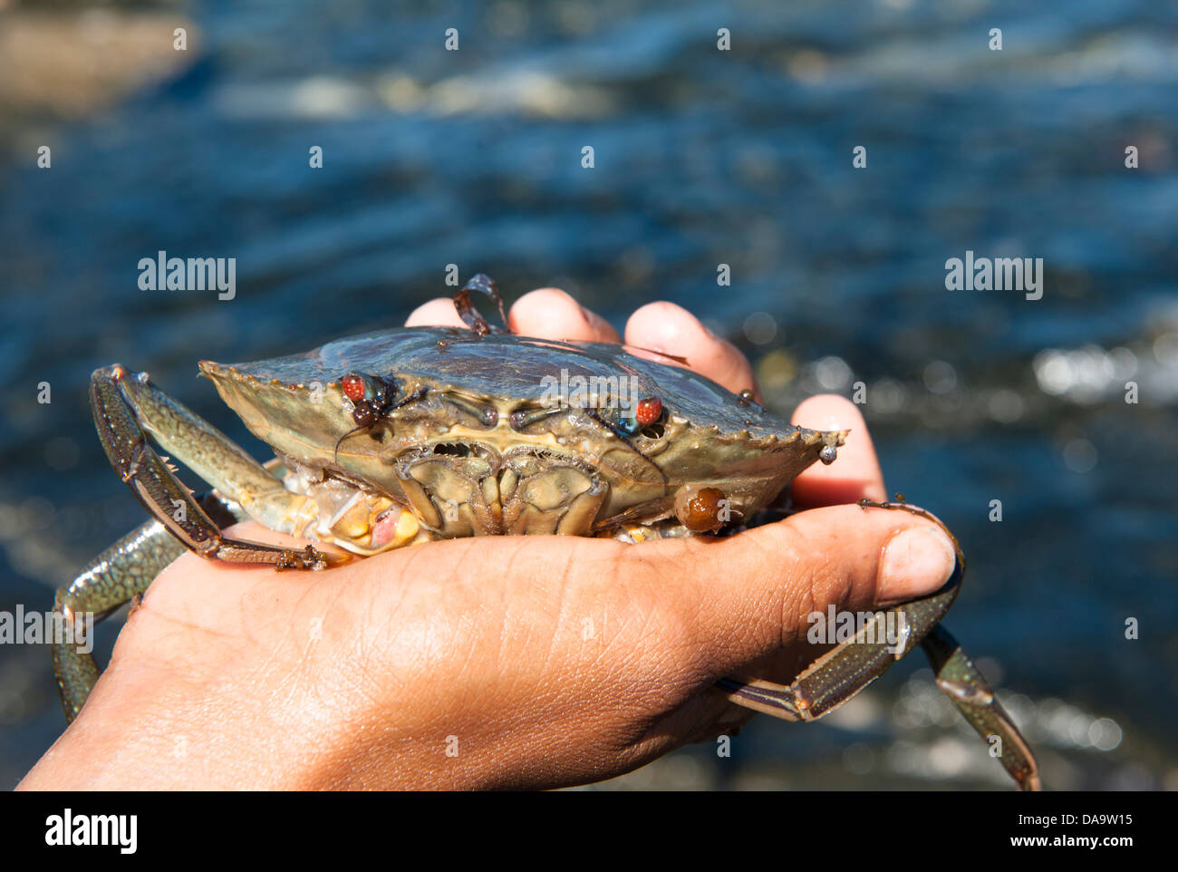 Einheimische junge hält eine Schlamm-Krabbe, ein Meeresfrüchte-Spezialität, Cape Leveque, Dampier Peninsula, Australien Stockfoto