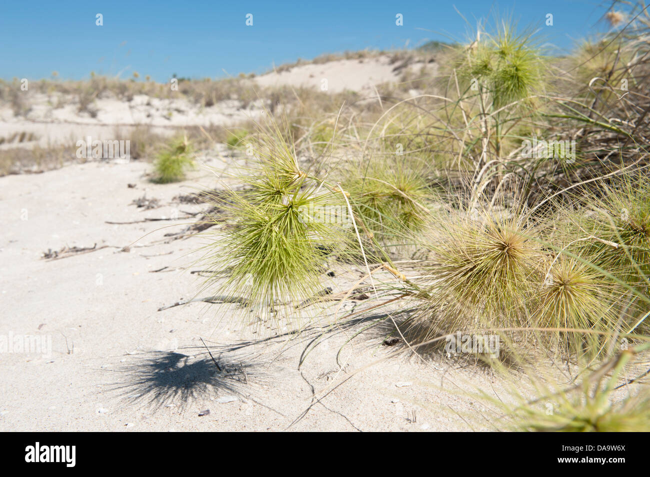 Die stacheligen Blütenstände der Strand spinifex (Spinifex Longifolius), fand allgemein wachsenden auf Sanddünen auf der Kimberley Küste. Stockfoto