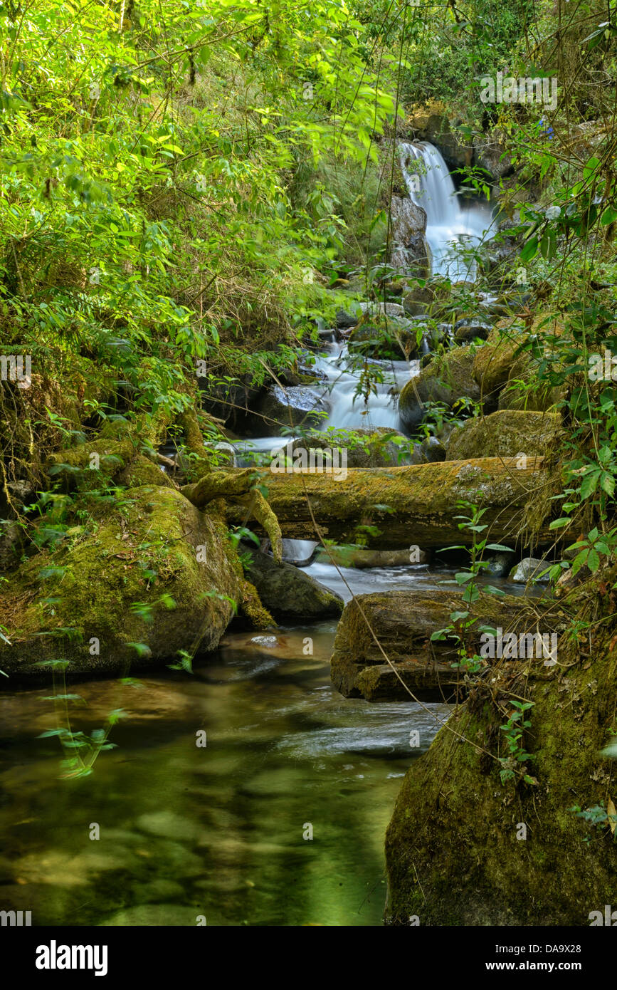 Mittelamerika, Costa Rica, San Gerardo de Dota, Nebelwald, Eiche, Wald, Dschungel, Wasser, Wasserfall, Natur, niemand, vertikal, Stockfoto