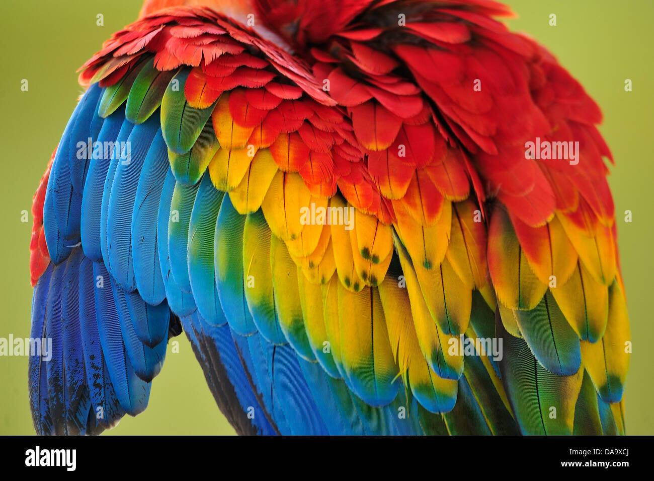 Peru, Amazonas, Ara, Papagei, Vogel, Farbe, Dschungel, Tierwelt, Feder, Federn, Stockfoto