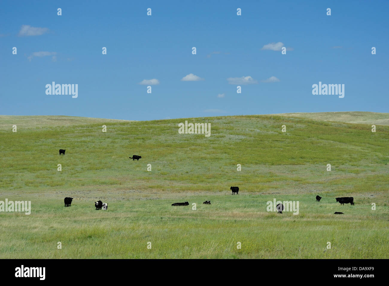 Montana, USA, Amerika, Vereinigte Staaten, Prärie, Kühe, Rinder, Rasen, Wiese, grün, amerikanischer Westen, Landschaft, Stockfoto