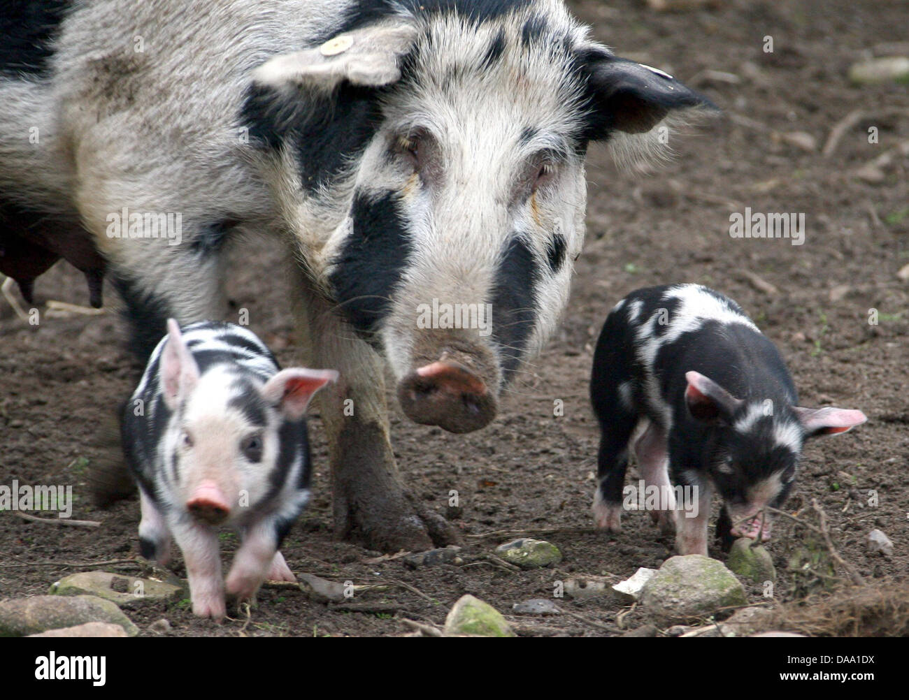 (Dpa Datei) Ein Datei-Bild, datiert 14. Dezember 2008, zeigt eine Bentheim Pied schwarze Schweine und ihre Ferkel, Wanderung durch das Gehäuse an den Tierpark Warder, Deutschland. Die 'Gesellschaft Zur Staatskörper alter Und Gefährdeter Haustierrassen' (GEH), eine Gesellschaft für die Erhaltung Alter von Tieren und vom Aussterben bedrohte Tiere Rassen, startete das Arche-Projekt, das genügte angestrebt wird Stockfoto