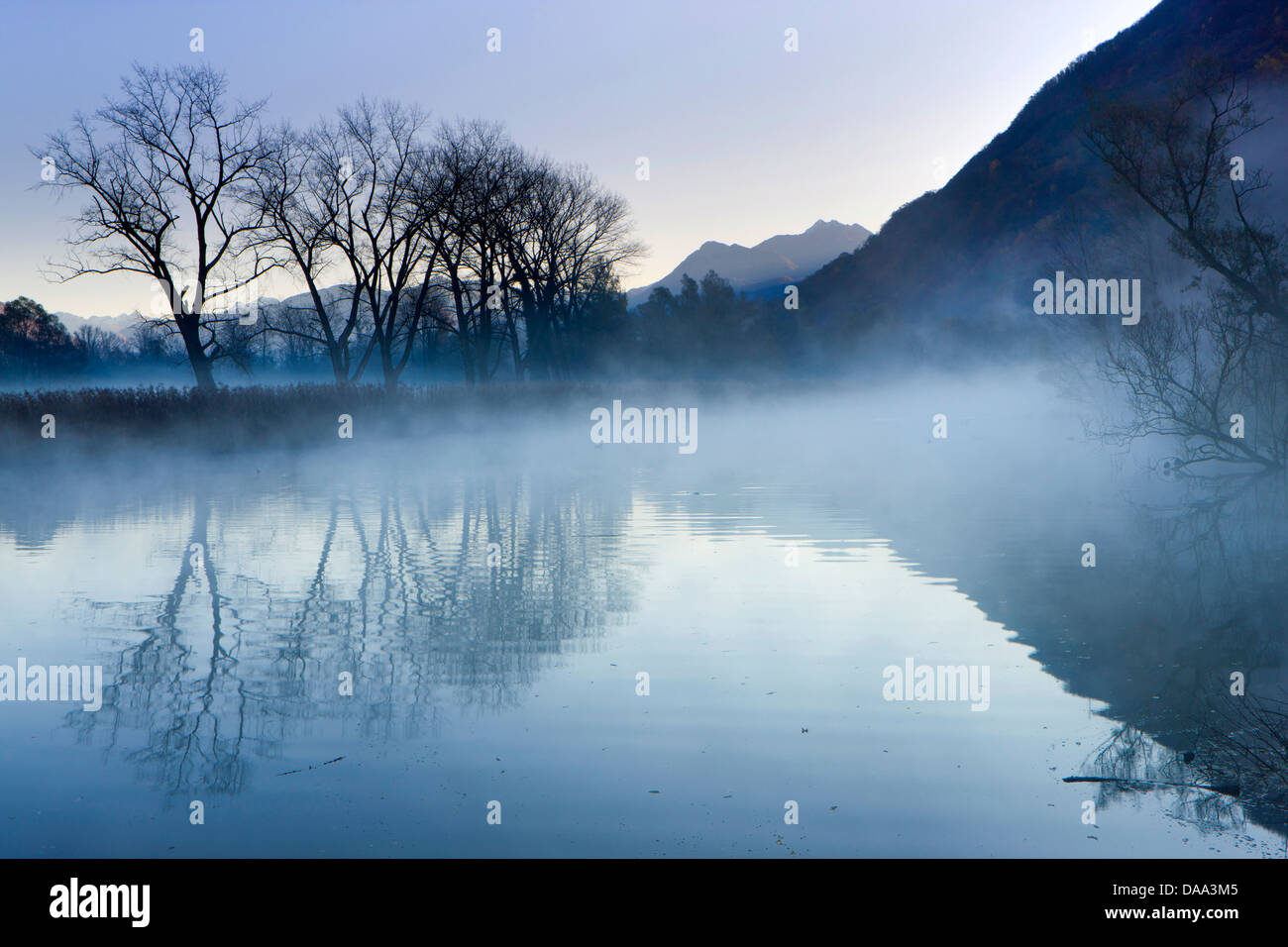 Bolle di Magadino, Schweiz, Europa, Kanton Ticino, See, Lago Maggiore, Naturschutzgebiet, Auenwald, Holz, Wald, Baum Stockfoto