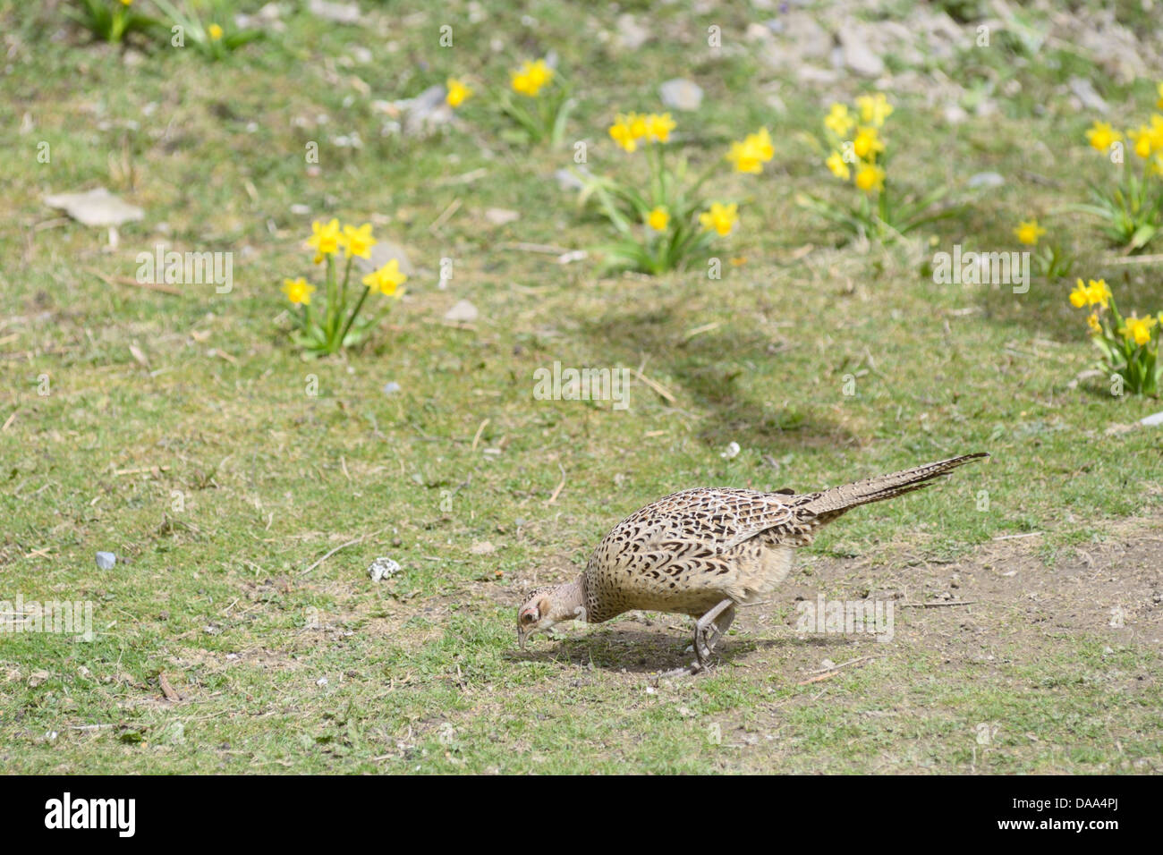 Weiblichen Fasan, Phasianus Colchicus, Fütterung unter einem wild Bird Feeder, Wales, UK. Stockfoto