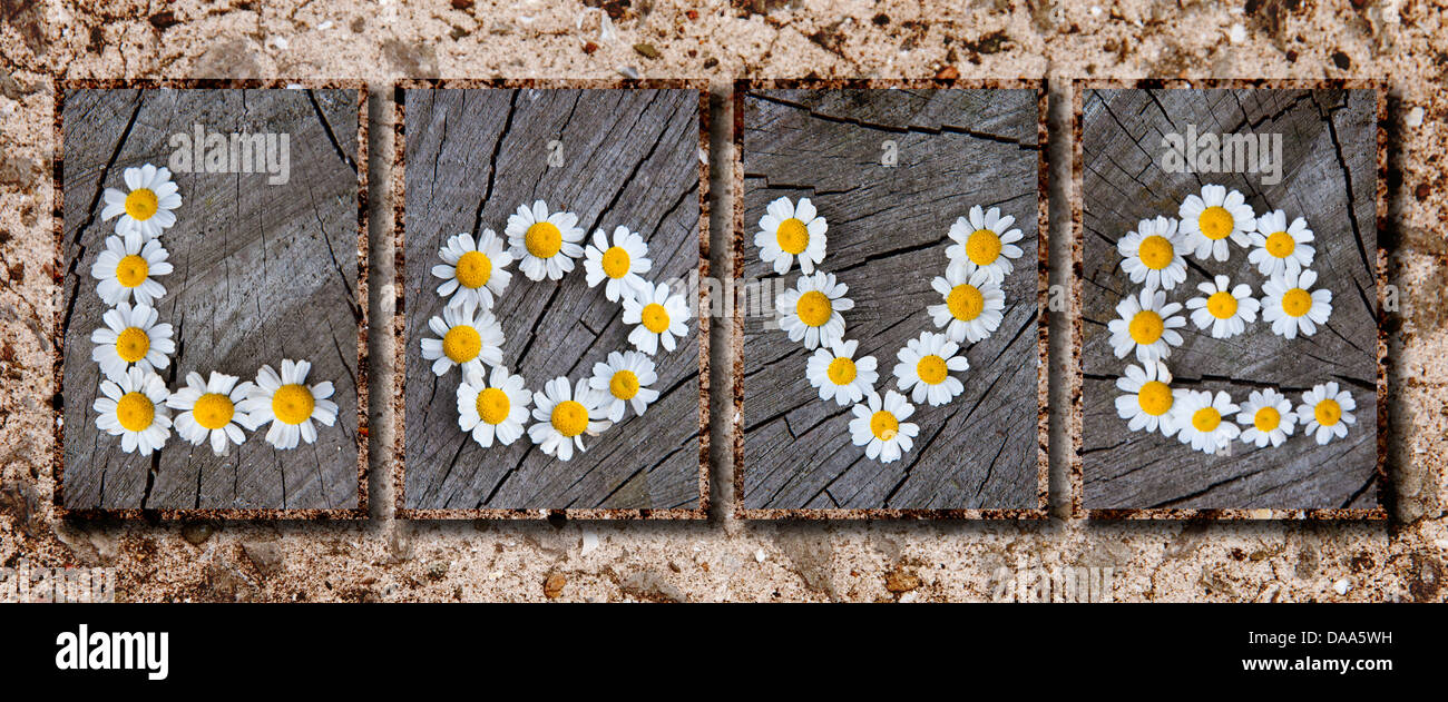 hübsche Gänseblümchen Schreibweise des Wortes Liebe auf eine strukturierte Panorama-Hintergrund, erstellt mit 5 Einzelbilder, Valentinstag Stockfoto