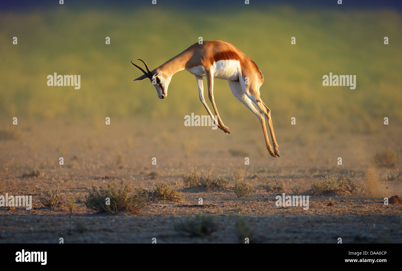 Laufenden Springbok springen hoch - Antidorcas Marsupialis - Kalahari - Südafrika Stockfoto