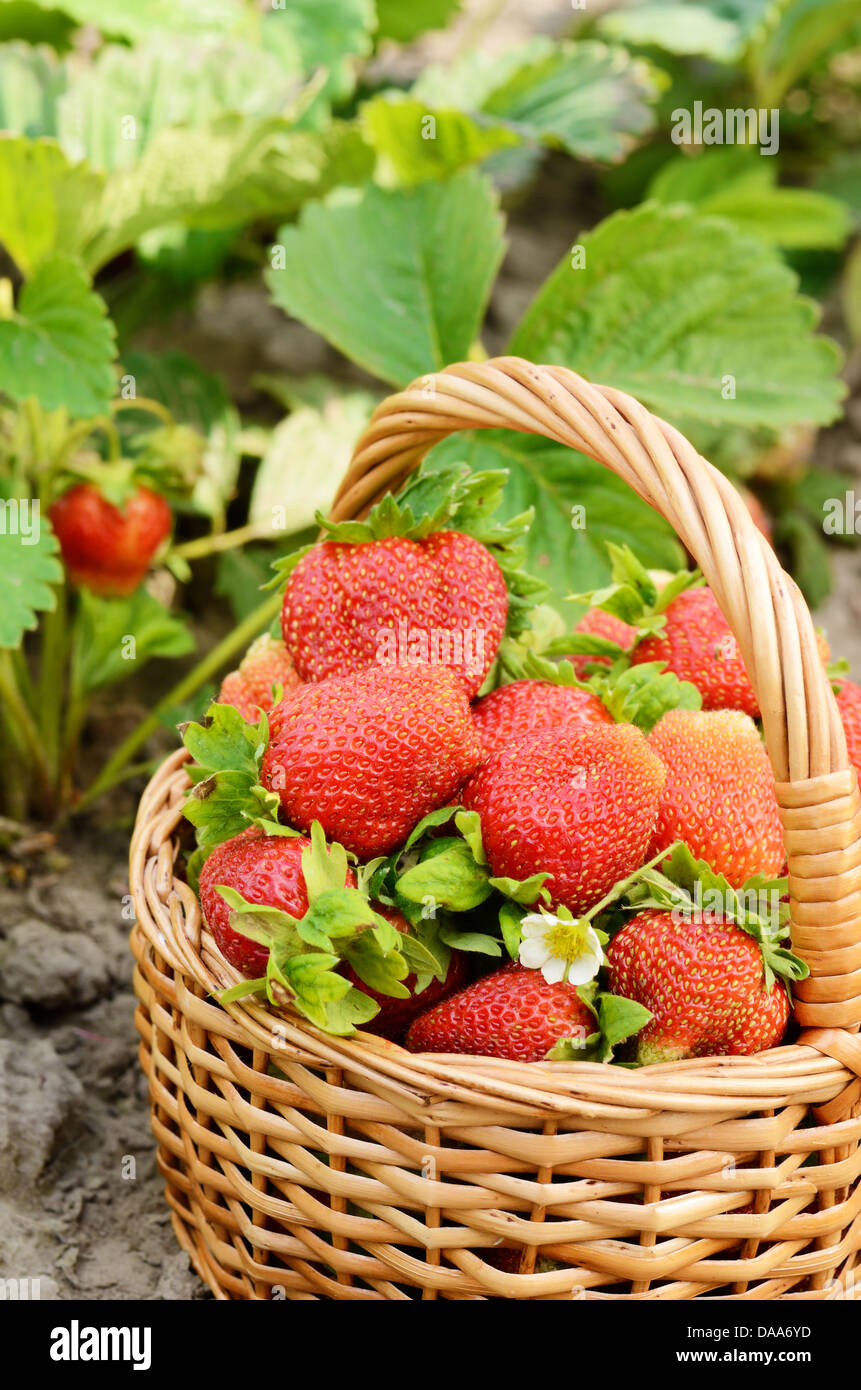 Wicker Korb Narren aus Bio-Erdbeeren auf Garten-Bett Stockfoto