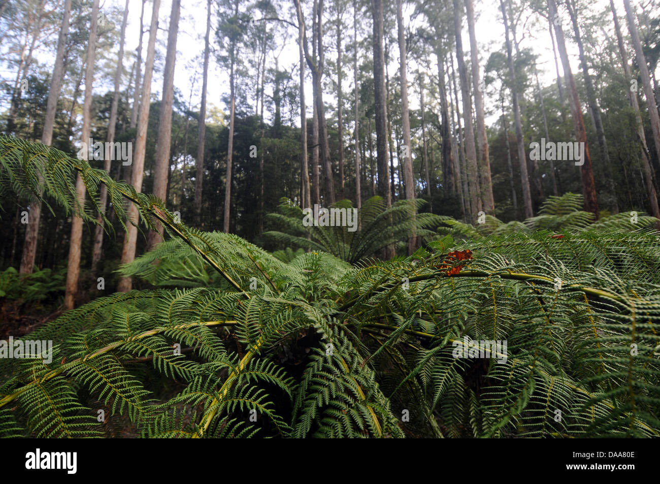 Treeferns unter Eucalypt Wald (Eucalyptus Obliqua), Warra Supersite, Tasmanische Wildnis World Heritage Area, Australien Stockfoto