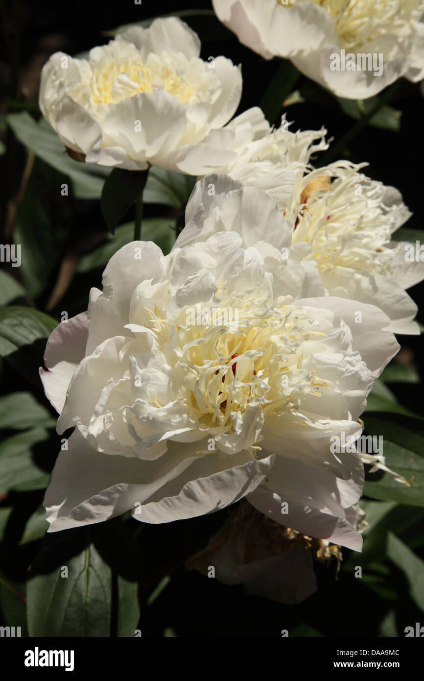 Reichlich Blumen auf eine rosa/weißen Pfingstrose Duchesse de Nemours Stockfoto