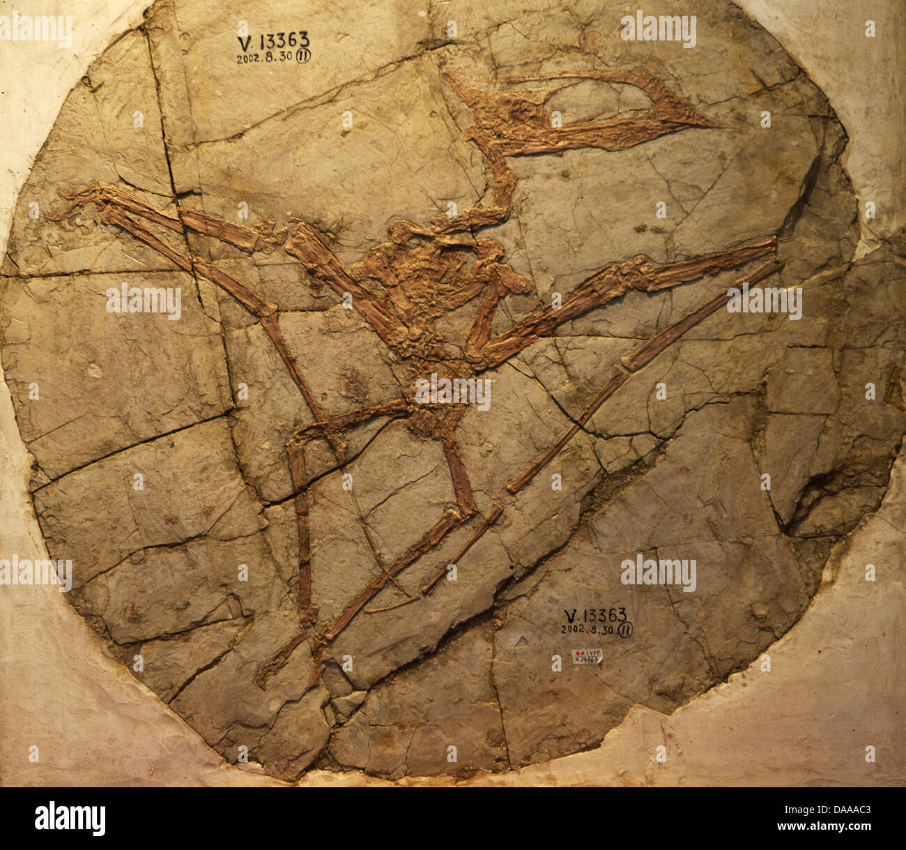 Sinopterus Dongi Wang et Zhou, 2002 Stockfoto